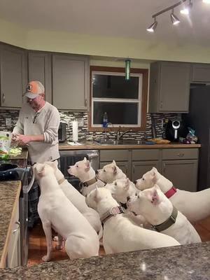 This breed hunts wild boar and cougars #dogo #dogoargentino #thedogodaddy #dog #fyp 