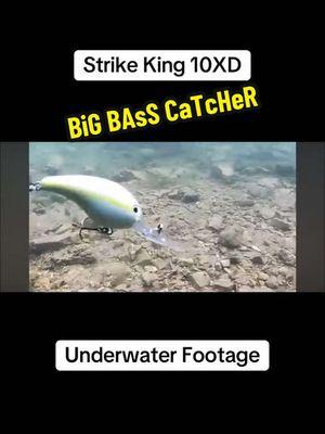 One of our favorite ways to catch them is on a Strike King 10XD! So what does a 10XD look like underwater . @Strike King Lure Company  #10XD #deepcranking #deepdiver #sneakpeak #strikeking #strikekinglures