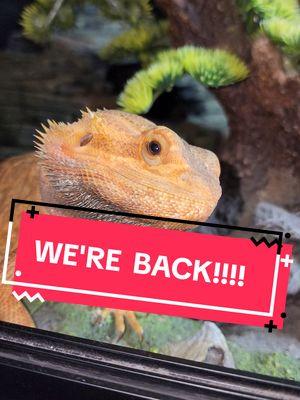 We are backkkkk!!! #tiktokban #reptilesoftiktok #reptile #beardeddragonsoftiktok #beardeddragon #cohabitation #stop #horrible #beardie #beardeddragonsoftiktok🦎 