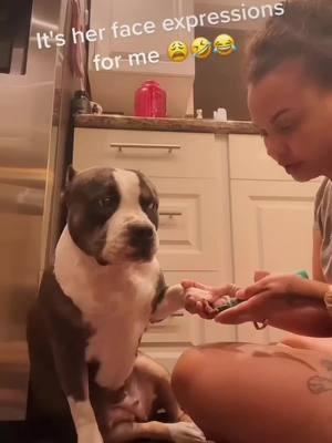 I was practicing to get on Rednote! 🤭😂🤣 #funnytiktok #bluetri #bulldog #dontbullymybreed #dogmom #fyp #fypシ #foryoupage #humor #humortiktok 