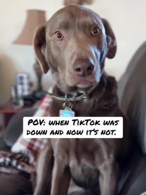 It’s back! 😊❤️🐾 #timberthesilverlab #dogsoftiktok #dogtok #dogs  #silverlab 