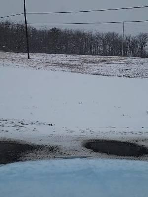 Just Unloaded and Bobtailed over to the new truckstop. when it's this cold and snowy, it's time to hurry. the Boys just wanted to eat as much snow as they could, the girls wanted to play. #truckerlife #truckersoftiktok #navigators #truckdog #PetsOfTikTok #pitbullsoftiktok #HurricaneExpress #pitbulllove #RuffLife #puppiesoftiktok #4leggedsecurity #pitbull #PlasticPeteMafia #PPM #GreatDane #greatdanesoftiktok #GiantSchnauzer #giantschnauzersoftiktok #TruckHippo 