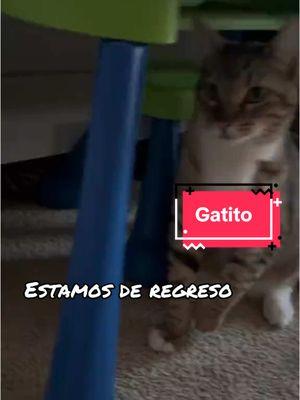 #deregreso #TikTokShop #teextrañetiktok #teextraño #deregreso #cat #gato #kiki #tiktokviral #fyp #tiktokcat #elmejorproducto #lomasvisto #Recuerdos 