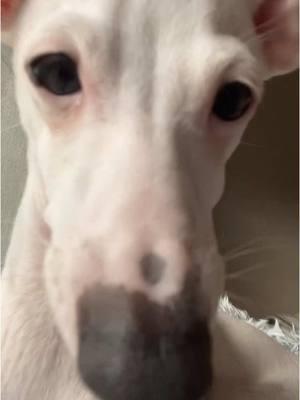 IM BACK! #iggiesoftiktok #italiangreyhound 