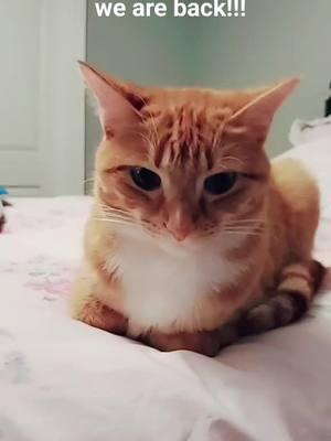 #wereback #gingersoftiktok #sassycat #pets #bigdeal #girltabbycat #ginger #cat #hi #gingersoftiktok #catlover #miathetabbykitty #cutepetsoftiktok #rescuecat 