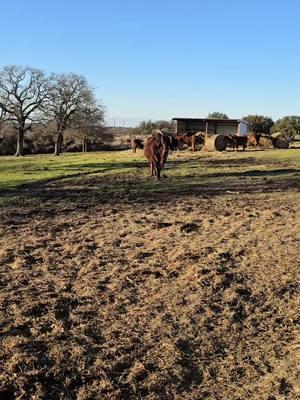 Super Duty. The legend. The bull. One of the reasons Lamberts Ranch has had such a good bloodline. We have had so many of Super Dutys amazing calves. The best is yet to come! #redbrahman #redbrahmanbull #goodbye2024 #trump #ginabfly #Jimmylambert #lambertsranch #brahmancattle #Brahman #showcalves #polledbrahman #brahmanbull #forupage #foruyou #foryoupage❤️❤️ #foryou #foryoupageofficiall #for #capcut 