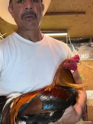 HUGO GONZÀLEZ ALABAMA GF for purposes Only  #gallero #gallerosdecorazon #galleros #gallosfinos #gallos #gallerosmexicanos #gallerosoy #mexican #mexicantiktok #mexico🇲🇽 #mexico #mexicotiktok #mexicano #gamefarm #gamefowl #gamebirds #gamefowlbreeders #gamefowllife #gamefowlnation 