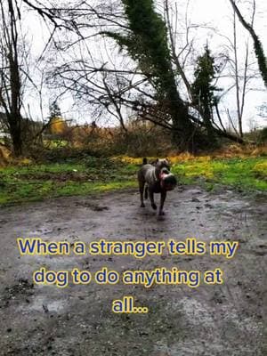 no i won't do that. #canecorso #italianmastiff #mastiff #salmoncreekcanecorso #dogs #corso #pnwdogs #bigdogs #dogsoftiktok #PetsOfTikTok #foryourpage #fyp #foryou #pnw #canecorsopuppy #puppy 