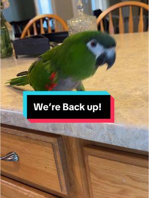 We’re baaaack….for now. #p#parrotsp#parrotp#parrotloverp#parrotloversb#birdb#birdsb#birdlifeb#birdlovers#l#lovetheml#lovehim#f#funnybirdst#talkingbirdsa#adorableh#hahnsmacawh#hahnsmacawsb#birdsoftiktokm#macawm#macawsoftiktokh#hahnsmacaws