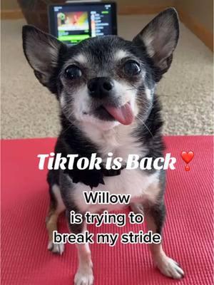 #tiktokisback #moveoverotherapps #littlewillowdog #keepon #tiktok 