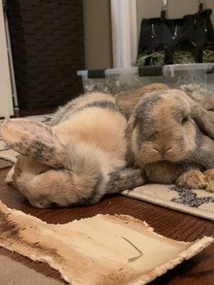 I don’t know how I got so lucky with these perfect little creatures, but I sure am thankful for them everyday #buntok #petrabbit #petbunny #rabbit #buntok #rabbitsoftiktok #bunny #bunnycare #pets #PetsOfTikTok #freeroam #freeroambunny #freeroaming #bunnies #rabbits #pet #cute #cutebunny #cuterabbit #rabbitfood #hollandlop #fyp #bunnylove #funnybunny #funnypets #bunnylove #bunnymom #petmom #bunmom #petparent #POV 