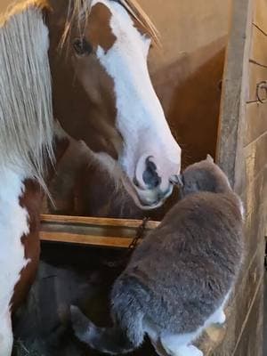 Their special bond is something else!!! Your daily dose of cuteness with Baby V and Maggie the mouser! #sandyacresclydesdales #fatponies #budweiserclydesdales #babyv #fyp #livingthedream #clydesdale 