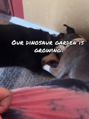 #destineeuncensored #sillydogs #dinosaurgardens 