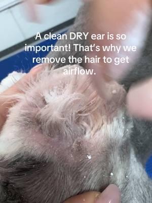 #earhairemoval #earcleaning #groomer #radiantsunflower☀️🌻 #doghair #earhair #satisfyingthings #so this is what is did today. For your page as a business owner vlog #mymy 