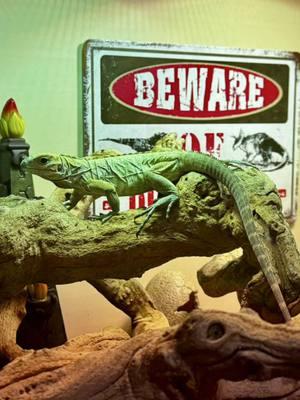 Finally finished my Rhino Iguana Nitro’s Enclosure, this one turned out to be a banger🔥 #rhino #rhinoiguanas #rhinoiguana #rhinoiguanasoftiktok #reptilesoftiktok #reptiletiktok #reptilekeeper #reptileowner #exoticpets #exoticpetsoftiktok #PetsOfTikTok #pettok #reptileroom  #themedenclosure #enclosurebuild #enclosuresetup #reptileenclosure #reptile #reptilekeeper #reptilepets #pets #reptilesoftiktok #enclosure #bioactiveenclosure #plants #fyp #foryoupage #jurrasicpark #dinosaurs #jurrasicworld 