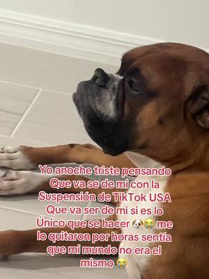 #elregrosodetiktokusa #Tiktok #bacontheboxeranddiego #bacontheboxer 