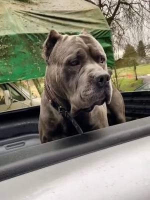 he said he's definitely going somewhere #canecorso #italianmastiff #mastiff #salmoncreekcanecorso #dogs #corso #pnwdogs #bigdogs #dogsoftiktok #PetsOfTikTok #foryourpage #fyp #foryou #pnw #canecorsopuppy #puppy #puppies 