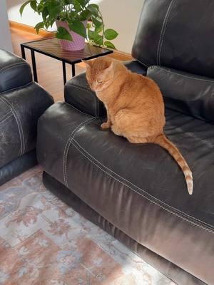 absolutely in love with this rug 🤎@GENIMO i got the 8x10 in shade “Orange” #Home #petfriendly #rug #genimo #homedecor #antislip #cat #dog 