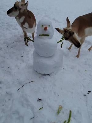 Being a snowman doesn’t always equal warm hugs… ⛄️🥬🥕 #pronghorn #animalenrichment #snow #topekazoo #welcomeback 