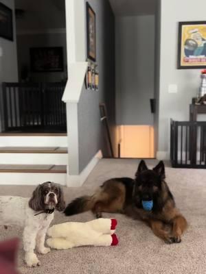 That was a long my 15 hours… here is what you missed-lol#whatthepuckgsd #whatthepuck #dogsotiktok #tiktokclub #savetiktok #gsd #dogsotiktok #crazydog #iykyk 