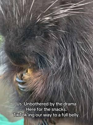 That was nerve wracking. #tiktok #porcupine #woodlandparkzoo #snacks #hereforthesnacks #nodrama 