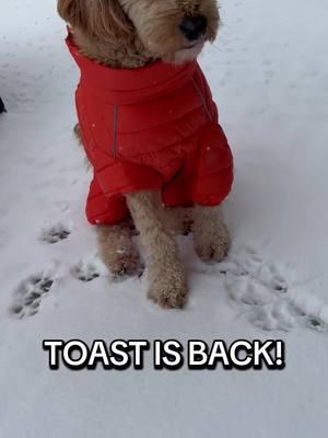 #narcolepticdog #doodle #teamtoast #tiktok #follow #toastpost