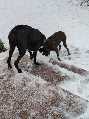 Well we're back... #play #snow #twoboxersdelray #PetsOfTikTok #boxerdogs #boxers #dogs #tiktokban 