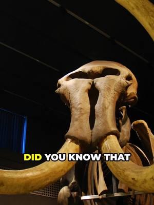 Woolly mammoths and pyramids? Moon landing just 66 years after the Wright brothers? 🤯 History is wild! #FunFacts #HistoryBuff #MindBlowingFacts #Pyramids #WoollyMammoths #WrightBrothers #MoonLanding