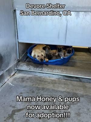 ADOPT MAMA HONEY OR ONE OF HER PUPPIES!  ID #A813719 (available 1/14/25) Located: Devore Shelter Description: I am a yellow and cream, unaltered female, who looks like a Labrador Retriever mix. Age: I am estimated to be 1 year and 6 months old. More Info: I am in kennel D 08. I have been at the shelter since Jan 09, 2025. I was found near Valle Vista in Phelan. Shelter information Location: San Bernardino County - Devore Shelter Phone Number: (909) 386-9820 Address: 19777 Shelter Way San Bernardino, CA 92407 Rescue coordinator email:  SBAC.rescue@dph.sbcounty.gov #rescuingsaveslives #fosteringsaveslives  #devoreshelter #devoreanimalshelter #devoreshelterdogs #spayandneuter  #microchipyourpets #fyp #foryourpage #foryoupage #help #rescue #la #sandiego #sanbernardino #cali #california 