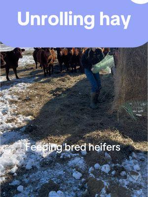 Another cold snap is on. So we do everything we can to keep em full! #agtalkwithalex #rancher #farming #bredheifefs #redangus #cattle 