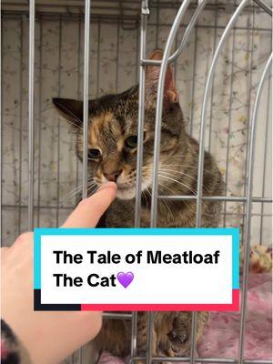 The Tale of Meatloaf The Cat! From her first home, to her second, to her third and final home, Let me tell you meatloafs whole story! Her soon-to-be-owner found her because of Tik Tok, so we’re sooo thankful for this app’s impact because it brought Meatloaf a family!!! She gets adopted Thursday!!! #petangel #cat #catrescue #catsoftiktok #fyp #petangel #catallergies #allergies #rescue #gotchaday #adoptdontshop #michigan 