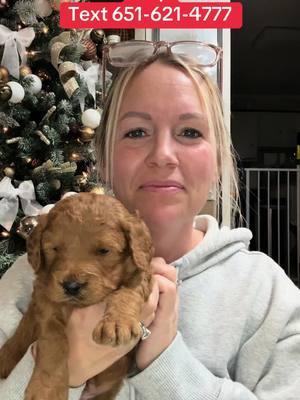 Mini F1 Goldendoodle Boy.   Meet Twizzlers from Sadie and Elvis’s litter!   Rosemount Minnesota  #goldendoodle #goldendoodlesoftiktok #goldendoodles #goldendoodlepuppy #goldendoodlepuppies #minigoldendoodle #minigoldendoodlesoftiktok  #puppylover  #doodlemom  #doodlelovers  #dogstagram  #doodlesofinsta   #furbaby  #newbornpuppies  #cutepuppy   #Love #instagood #photooftheday #trending  #viral #sheepiedoodleacres  #puppies #puppiesoftiktok #virals #viralvideo #viralpost  funny puppies for kids cute silly puppies puppies for adoption 2025 cute small puppies breeds cute puppies best puppies to get cute puppy videos funny dogs cute puppy funny dogs video