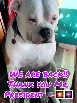 #bubblesthebulldog #BubblyBoo #AmericanBulldog #bulldogsoftiktok #leader #happytobeback 