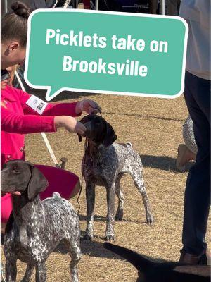 Oh. Welcome back TikTok 🤣🙄 let me hop on say how proud I am of these baby dogs. #wellbredpurebred #gspca #gspsoftiktok #gsp #germanshorthairedpointer #akc #thisisakc #majorwin #fyp #tiktokisback #dogsoftiktok #birddog #akcconformation 