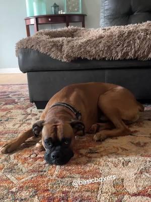 Reuben was traumatized by the events of the last 24 hours, but he is slowly recovering 🤣😅Welcome back, friends 🥰 #basicboxers #tiktokban #wereback #boxerdogsoftiktok 