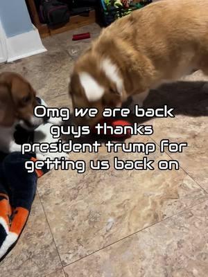 Wahoo we are back #welcomeback #tictok #tictoker #corgi #corgisoftiktok #corgipuppy #corgis #beagke #beagkesoftiktok #waho  @Ollie the Tripod Corgi  we are back 