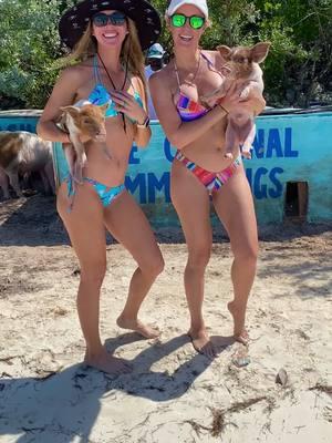 😂 🐷 Good times in Exuma hanging with the piggies 🇧🇸 TikTok vs Reality  #stanielcay #fyp #pig #pigsoftiktok #swimmingpigsbahamas #itsbetterinthebahamas 