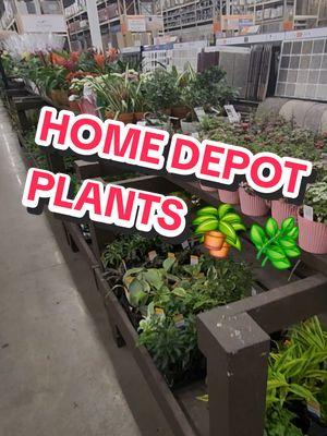 They have so many Beautiful Plants at Home Depot right now 🪴 😍 ❤️ #homedepot #houseplants #plants #PlantTok #plantsoftiktok #plantlover #plantaddict #plantlady #planttherapy #plantmom #plantenthusiast #contentcreator #greengardenbunches #thezubigarden #mamaafrica #coconutoilandlocs #trending #fyp 