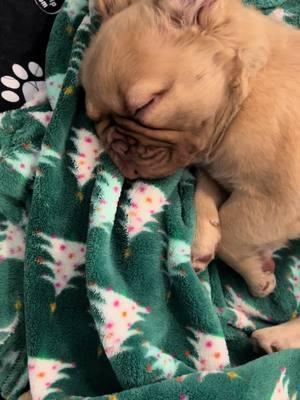 Sweet dreams 😴😴😍🧸💤 #frenchiesoftiktok #frenchietok #frenchies #frenchiepuppy #frenchiepuppy #frenchy #frenchielife #frenchiepuppies #frenchbulldog #frenchbulldogpuppy #frenchbulldogs4life #bullylover #frenchietime #frenchienaps #naptime #frenchbulldogworld #cutepuppies #puppytiktok #puppiesoftiktok 