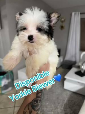 ##puppy love #miami #puppy #pet #trend #videoviral #wefinance #bulldogingles #tecupyorkie #yorkiesoftiktok #puppylife #pomeranianpuppy #puppiesale #bulldogfrancesblue #bulldogfrances #yorkie #pomeranian #frenchbulldog #toypoodle #toypoodlepuppy #toypoodlesoftiktok 