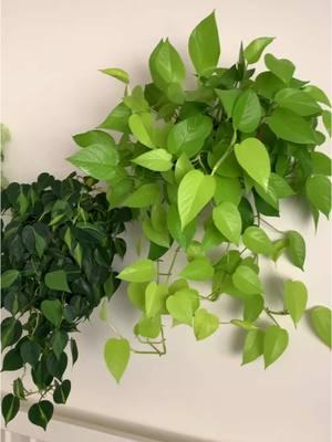 It’s wild what a difference a little bit makes!! #rareplants #pothos #hangingplants #houseplantcare #liquidfertilizer 