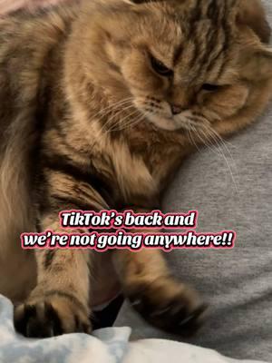 You can’t get rid of TikTok 🥳🎊😹 #tiktokisback #catsoftiktok #catbiscuits #youcantgetridofme 