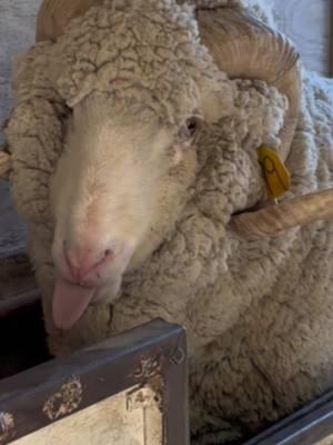 What a beauty! That’s a lot of wool!! 🤩 #makewoolgreatagain #makesheepgreatagain #rambouillet 