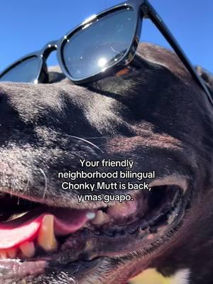 Welcome back TikTok 💙🐾 #chonkymutt #mexicantiktok #bilingual #dogsoftiktok #sunglasses 