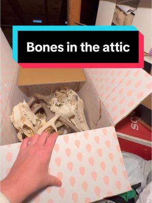 Underconsumption core videos say you should shop in your own attic! #bones #vultureculture #deadanimals #carcasses 