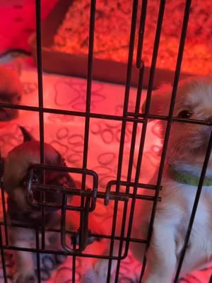 Babies looking for their families #frenchiesoftiktok #frenchbulldog #frenchiepuppy #fluffyfrenchie #fluffyfrenchiepuppy 