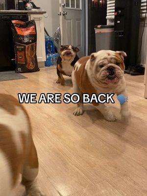 WE ARE BAAACK 🗣️🗣️🗣️ #chalanandcoco #lukaandbella #englishbulldog #bulldog #fyp #puppy #cute #bulldogsoftiktok #dog #puppiesoftiktok #fypシ #englishbulldogsoftiktok #foryoupage 