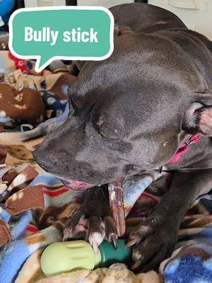 Ruby loves her bully sticks from @Wild Wolf Bully Sticks #bullystick #dogenrichment #dogsoftiktok #superchewer #pittiesoftiktok #pittiemama #bigdogsoftiktok #dogmomlife #treatyourself #giftideas #newyearnewaura #giftguide #ttsdelightnow #winterfinds #newyearnewme #ttslevelup #tiktokshopcreatorpicks #spotlightfinds #tiktokshopjumpstart #tiktokshopjumpstartsale 