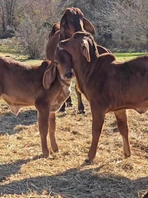 Aaww so precious. Punkin was born on Thanksgiving morning. Sparkles was born New Years morning. Love them. #ginabfly #Jimmylambert #lambertsranch #redbrahman #redbrahmanbull #goodbye2024 #trump #brahmancattle #Brahman #showcalves #polledbrahman #brahmanbull #forupage #foruyou #foryoupage❤️❤️ #foryou #foryou #capcut #for 