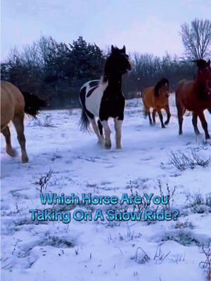 Well! Which Horse Are You Taking? (Assuming all can ride) #horsesoftiktok #horseherd 